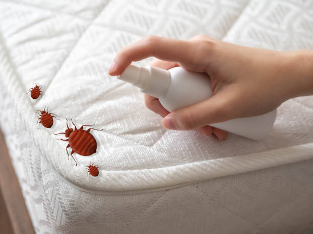 Best Flea Control Services  in North Bend, OH